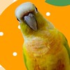 💛鳥飼いさん同士の部屋💛（インコ、オウム、フィンチなど鳥なら何でも可）