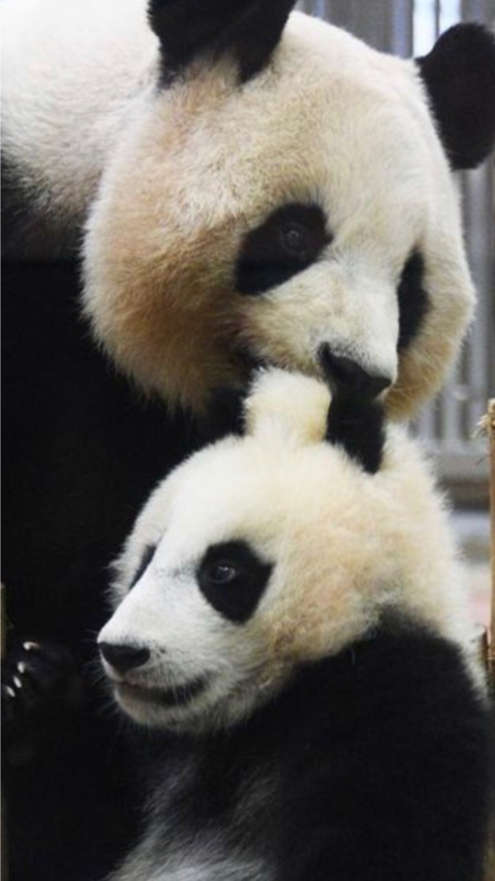 🐼楓浜の会🍁のオープンチャット