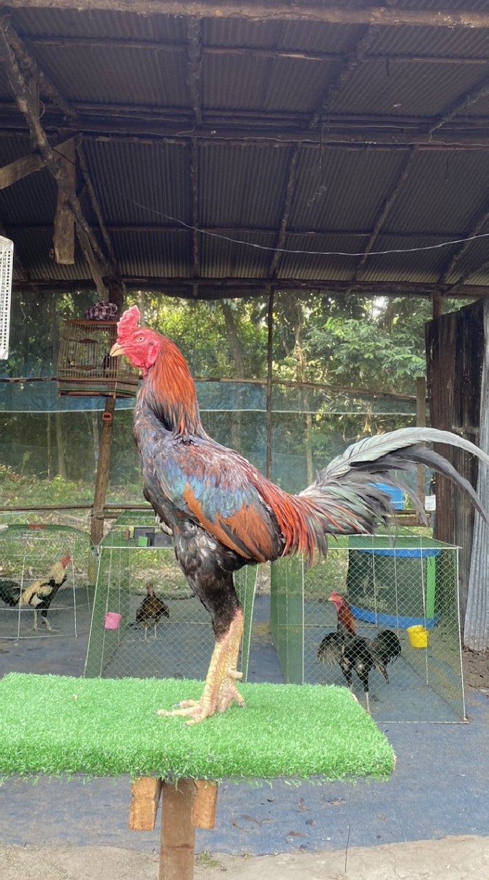 ซุ้ม เพชรหมู่หก ฟาร์ม
