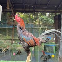 ซุ้ม เพชรหมู่หก ฟาร์ม