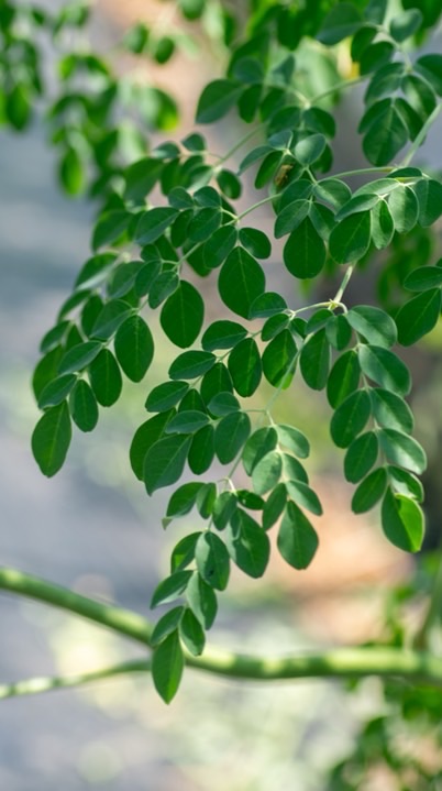 モリンガ栽培者の集い