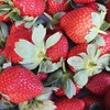 東區 大東 草莓水果團購群