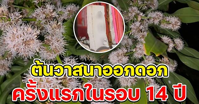 ต้นวาสนาออกดอกครั้งแรกในรอบ 14 ปี เลขธูปตรงกับเลขที่บ้าน | News In Thailand  | Line Today