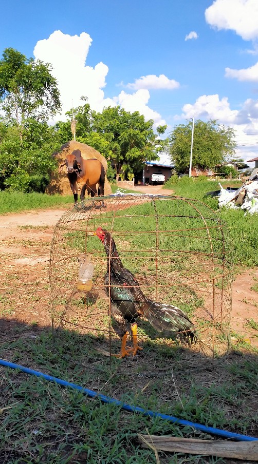 PP FARM