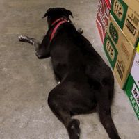 臭摸