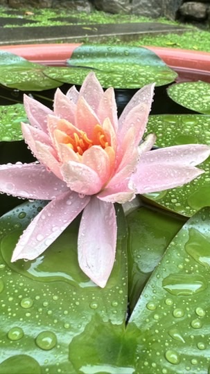 華國梗圖戰