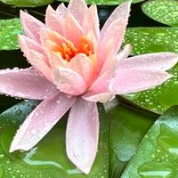 華國梗圖戰