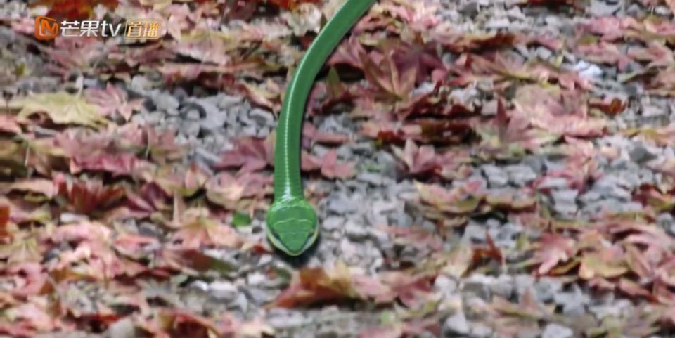 特效被群嘲的古裝劇4：任嘉倫、譚松韻《錦衣之下》