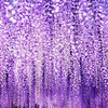 鬼滅の刃　固定cp　桜呑