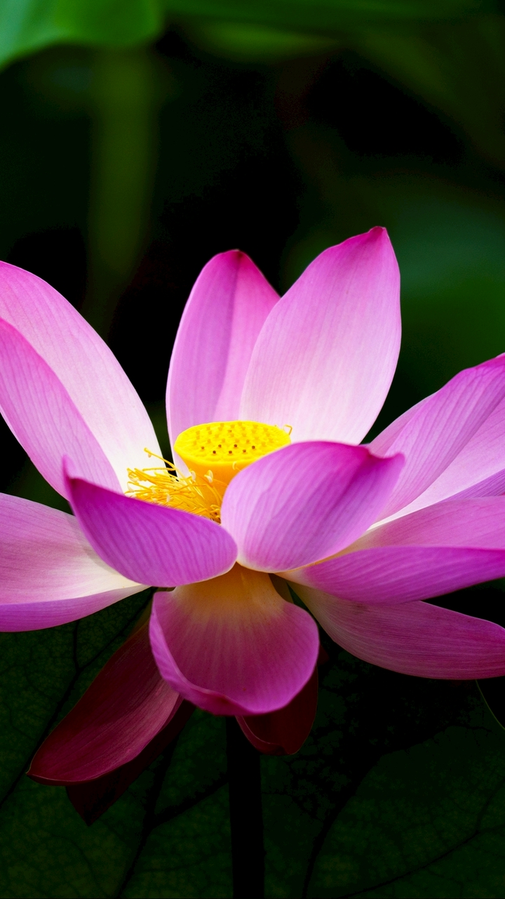 ★26新春1月入初