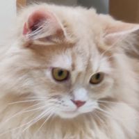 猫帝国第三軍