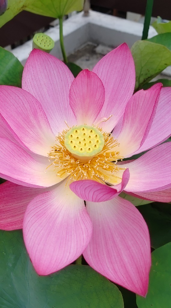 写真でつなぐ花と緑の癒し処のオープンチャット