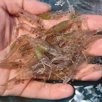 กุ้งฝอยเป็นๆรายใหญ่ภาคใต้-ภูเก็ต