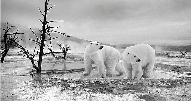 北極永久凍土持續解凍　將造成環境及生物「凍未條」