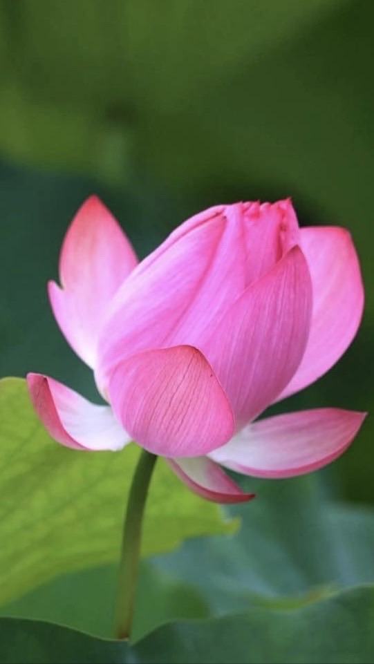 江寧松花排舞