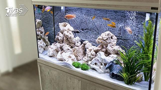 許多民眾會在家中擺設水族箱裝飾。(示意圖／TVBS)