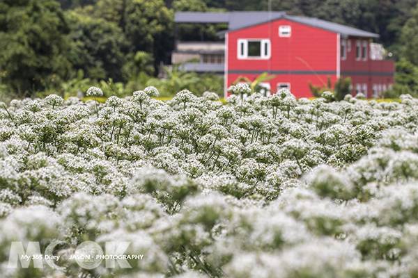 白色九月雪花海 漫步大溪韭菜花季 景點家 Line Today