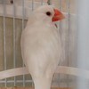 文鳥好きさん集まってぇ〜