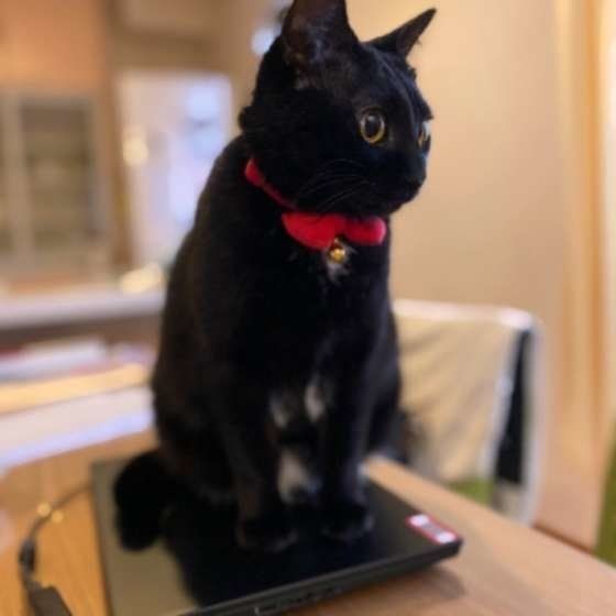 可愛いけど 困る 猫がいる環境で在宅ワークをするホンネ