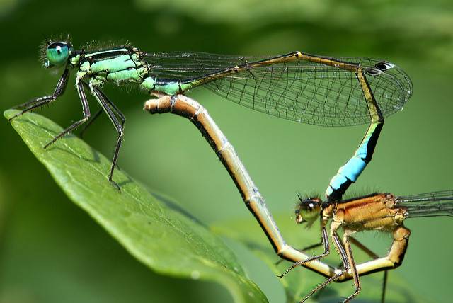 Mystery Unveiled: Blue-Tailed Damselfly Females Color Changes Explained by Scientists at Lund University