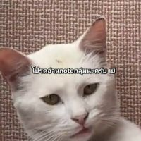 กสพทโหดๆ&All ตึงๆ Tcasทีแค้น