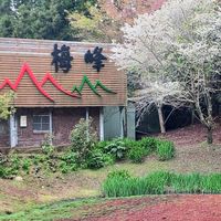 3/31梅峰農場，奇花異草百花盛開，台大農場山地實驗所