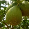 麻豆老欉-文旦 紅文旦 大白柚