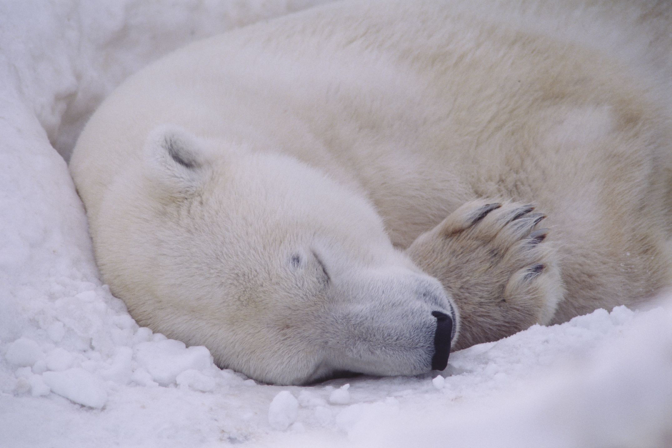 シロクマの毛は透明で肌は黒い ゆえに寒さ知らず