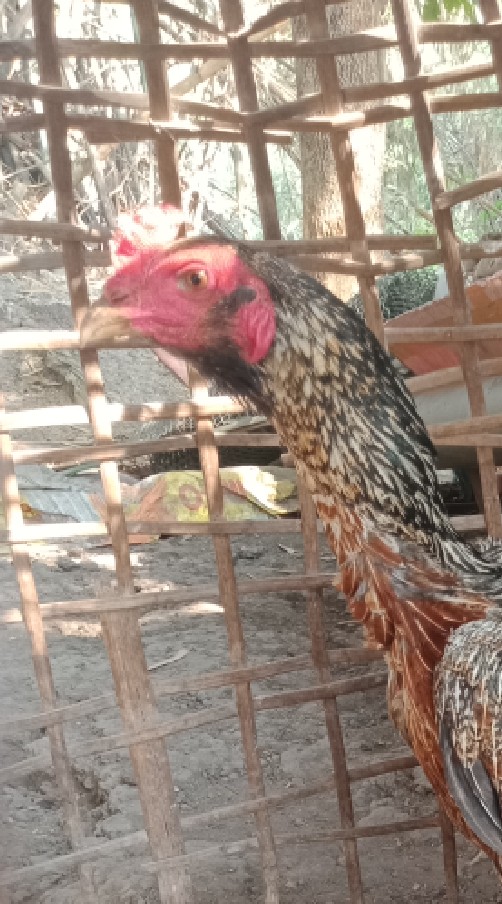 ไก่ชนสายพันธุ์ พม่าสายเลือดเงินล้าน