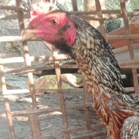 ไก่ชนสายพันธุ์ พม่าสายเลือดเงินล้าน