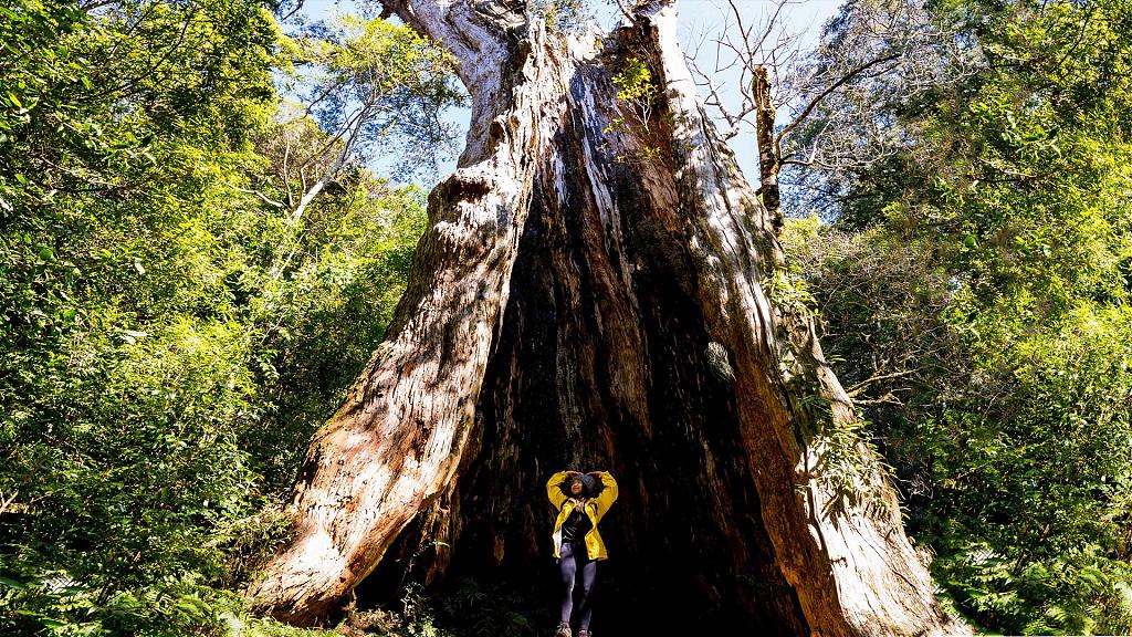 北德拉曼山步道-飛鼠神木