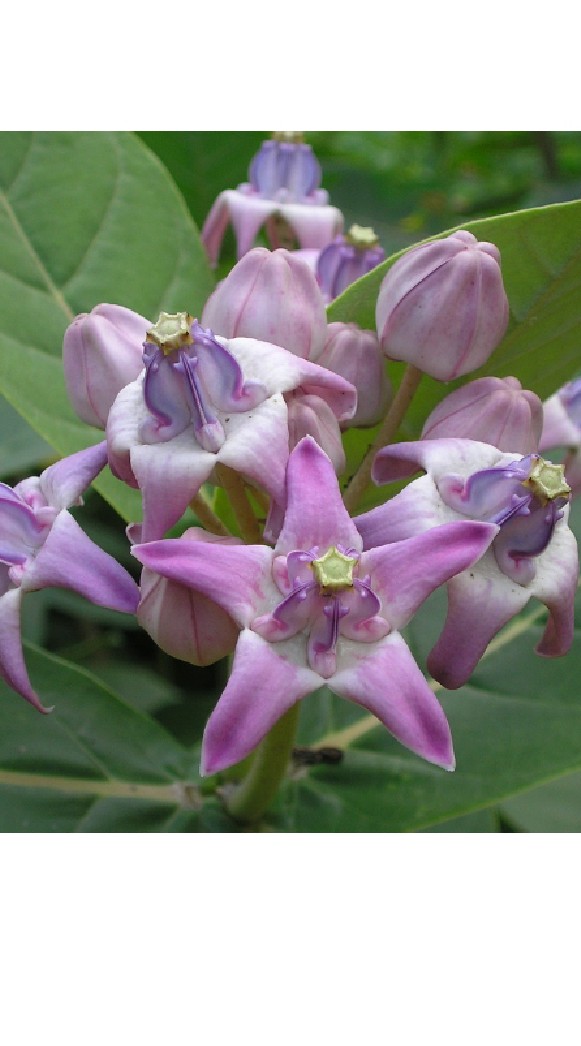 สีม่วง