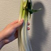 良コンテンツのURLを貼る