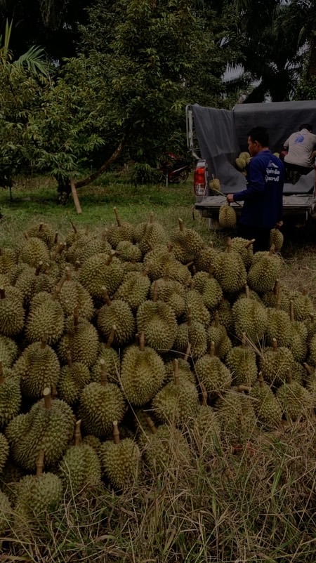 ทุเรียนหมอนทองใต้พิกัดหอม่วง ิิ