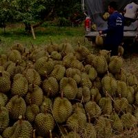 ทุเรียนหมอนทองชุมพร