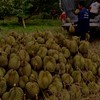 ทุเรียนหมอนทองใต้พิกัดหอม่วง ิิ