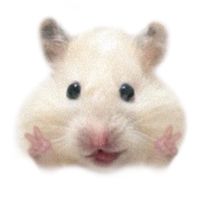 พี่หัดน้องหัดหมูอู้ด