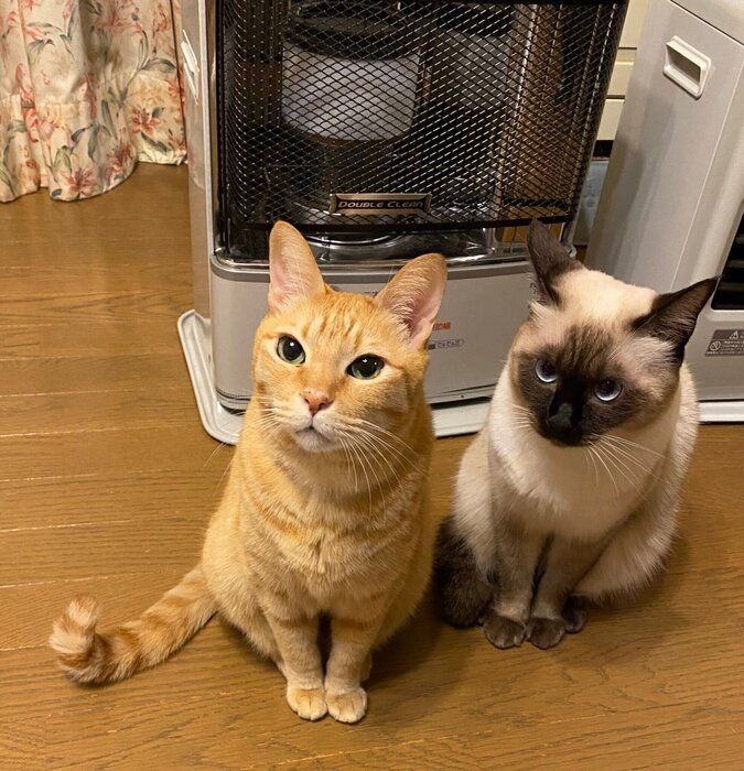 ストーブ つけて と訴える猫 ルールを聞いてみた ねこのきもちnews