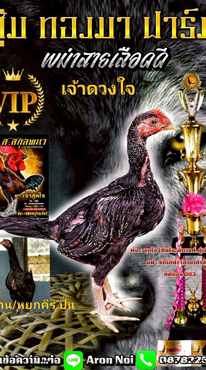 (ซุ้ม.ทองมา)สายพัฒนา