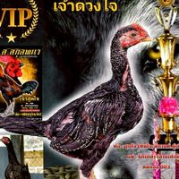 (ซุ้ม.ทองมา)สายพัฒนา