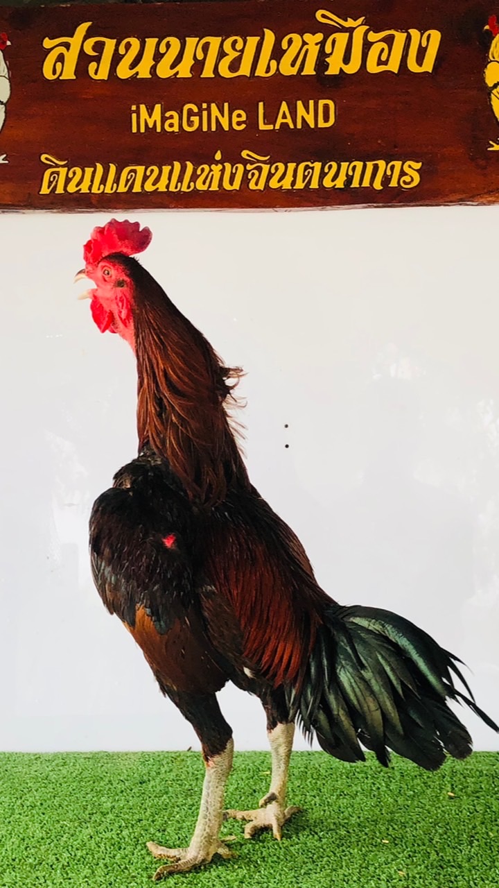 คัดไก่ดาวรุ่ง ส_นายเหมืองฟาร์ม