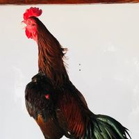 คัดไก่ดาวรุ่ง ส_นายเหมืองฟาร์ม