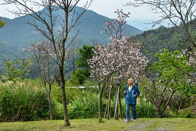 Taipei In Taiwan Rivals Japan For Cherry Blossom Viewing With