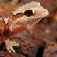 ヤモリ好きの樹海、トカゲ好きの荒れ地