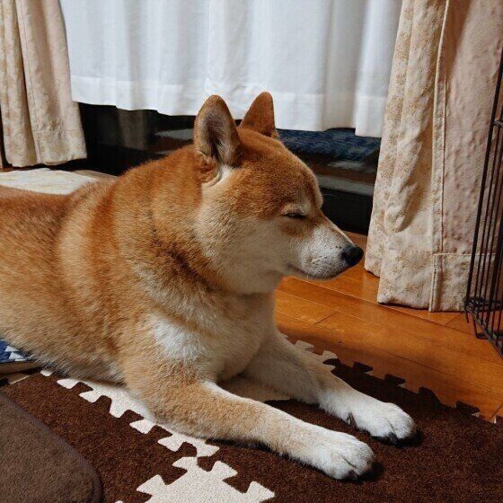 犬が飼い主さんに 大好き とアピールする鳴き方