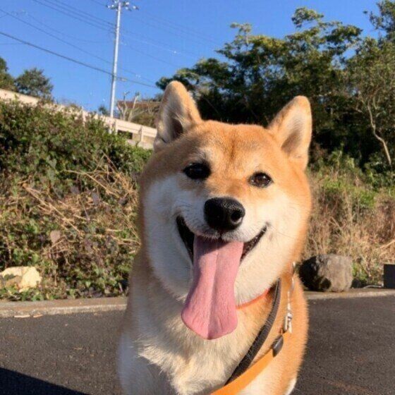 犬の 舌 人との違いや犬種によって差はあるの