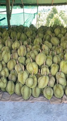 แผงทุเรียน เฮียยยืป