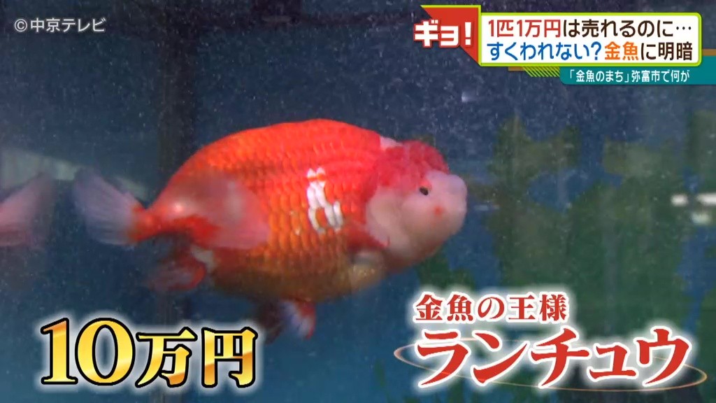 金魚業界もコロナで苦況 １匹数万円の高級金魚は売れるのに そのわけは 祭りの中止