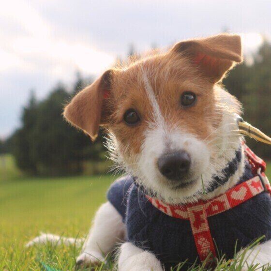 愛犬の名前は入ってる 年人気名前ランキング オス犬部門 いぬのきもちnews