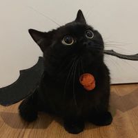 黑貓宅急便 貓奴二群